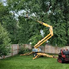 Best Fruit Tree Pruning  in Hawaiian Gardens, CA