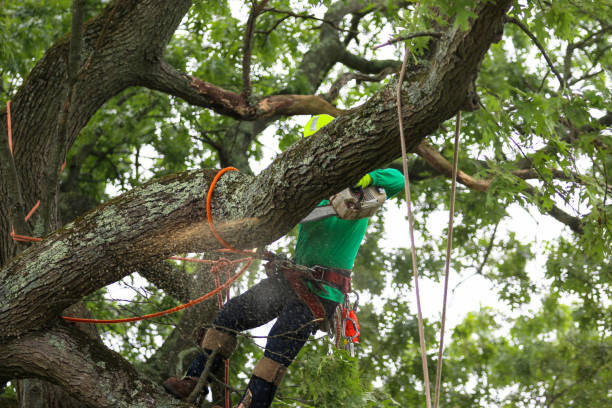 Reliable Hawaiian Gardens, CA Tree Care Solutions